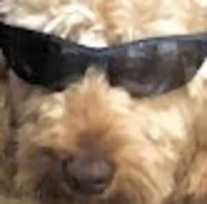 Meet your Posher, Daksha